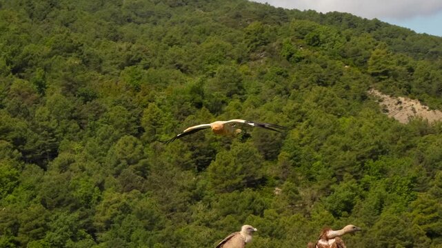 close-up of an Egyptian Vulture (Neophron percnopterus, Alimoche Com&uacute;n) at a feeding site