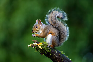 Obraz premium A cute gray squirrel with a furry tail is eating a nut in the park