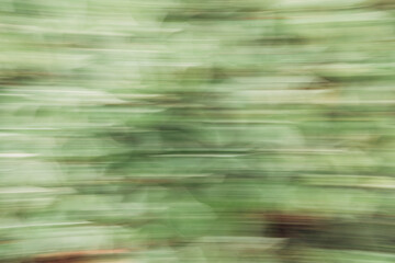 a picture of a green plant with strong motion blur