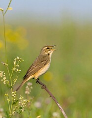 A small, light brown bird perches on a twig, its beak open in song, surrounded by soft-focus wildflowers and out-of-focus greenery.