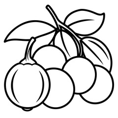 Longan  line art vector
