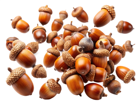 acorns falling isolated on white background ,PNG.AI Generated.