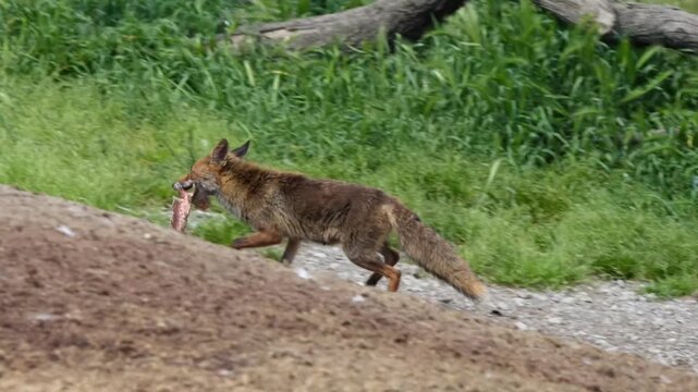close-up of a wild Iberian Red Fox (Zorro, Vulpes Vulpes Silacea) at a vulture feeding site