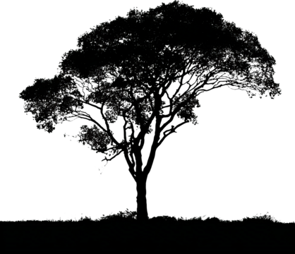 Solitary tree silhouette isolated on dark transparency background, peaceful view - Powered by Adobe