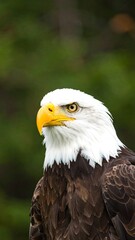 Fototapeta premium A detailed close-up portrait of a bald eagle, showcasing its striking white plumage, contrasting dark brown feathers, and vibrant yellow beak, set against a blurred backdrop of lush green foliage.