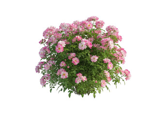Abundant bush with delicate pink roses and lush green foliage isolated on transparent background