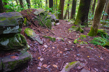 Fototapeta premium Boulders and trees on a mountainside in the rough terrain of Savage Gulf State Natural Area in Tennessee, part of the Cumberland Plateau