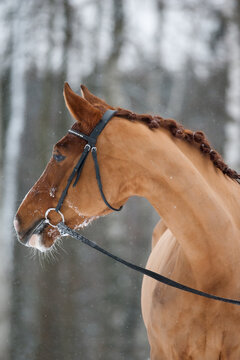 Chestnut horse in briddle portrait in winter