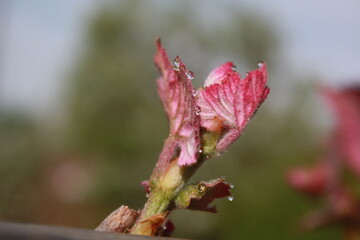 pink magnolia flower