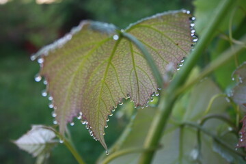 dew on a leaf