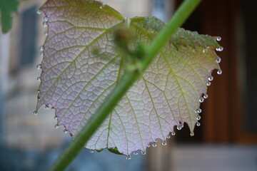 dew on leaf