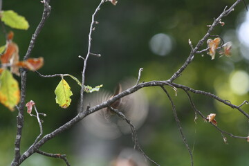 buds on a tree