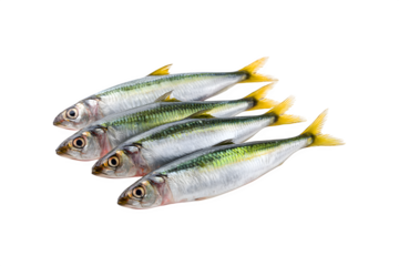 Fresh raw sardines for product advertising and photography
