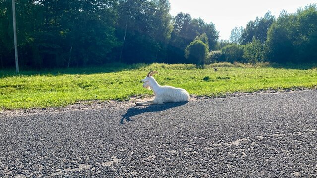 White goat resting on asphalt road near green grass and trees on sunny day