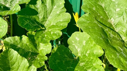 Pumpkin plant with large green leaves and a yellow flower growing