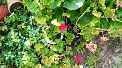 Overhead view of a lush garden with a variety of plants and greenery.