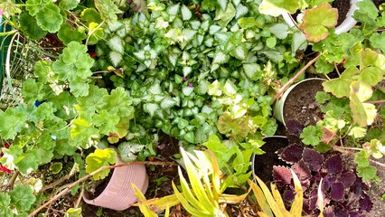 Overhead view of a lush garden with a variety of plants and greenery.