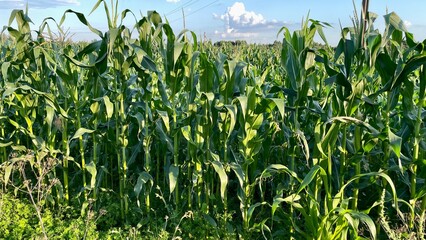 Vast field of corn under a bright summer sky