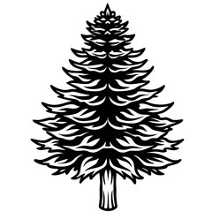 Ponderosa Pine line art vector