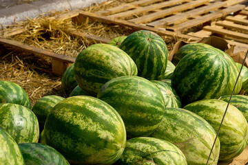 Pallets with pile of ripe sweet watermelons at the market