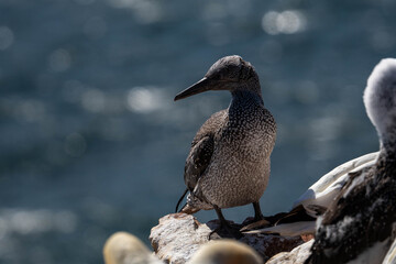 Gannets in Helgoland, Germany.
