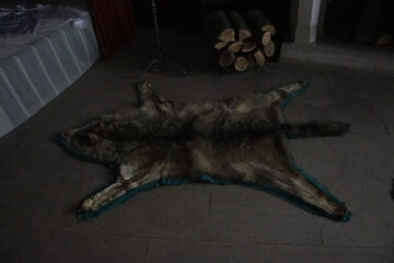 Obraz premium Wolf pelt rug displayed on the floor near a fireplace with stacked wood, evoking the hunting traditions and medieval atmosphere of Corvin Castle in Romania.