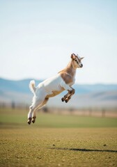 Obraz premium Young goat leaps in grassy field