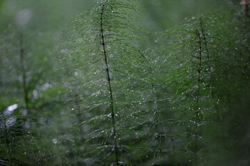 Equisetum arvense. Detail of horsetail stem. A green background. Medicinal plant plant with thin...