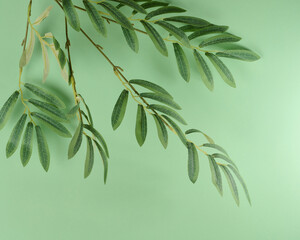 Green branches with leaves are located in the upper left corner