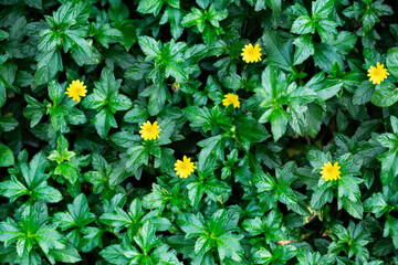 green leaves background