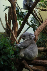 A cute koala sitting on a tree branch, surrounded by green leaves, resting peacefully in its natural habitat.