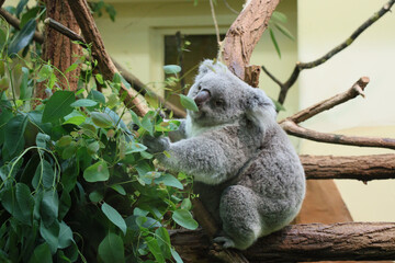 A cute koala sitting on a tree branch, surrounded by green leaves, resting peacefully in its natural habitat.