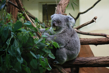 A cute koala sitting on a tree branch, surrounded by green leaves, resting peacefully in its...