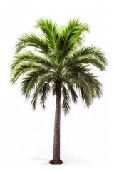 Adonidia palm tree plant white background tranquility.