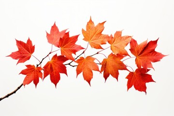 Fototapeta premium Autumn Leaves autumn leaves maple.