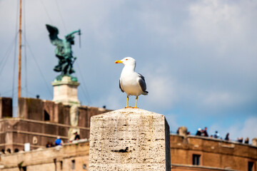Seagull with Castel Sant’Angelo and Saint Michael Statue