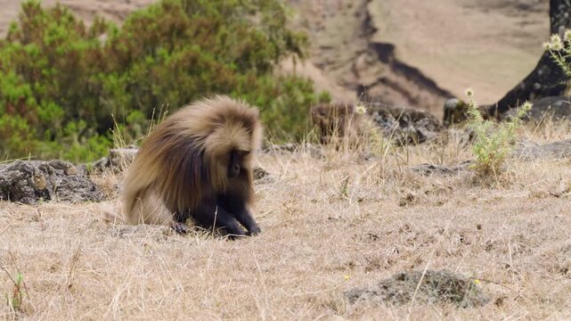 Bleeding-heart Monkey Of Simien Mountains In Northern Ethiopia. Close-up Shot