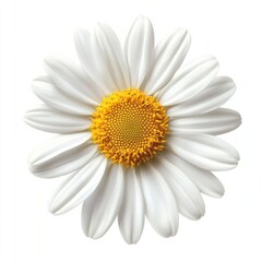 A white daisy flower floral petals photography.