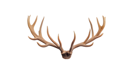 Antlers displayed prominently in a photographic composition
