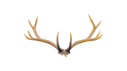 Antlers displayed prominently in a photographic composition
