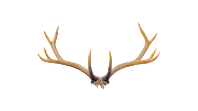 Antlers displayed prominently in a photographic composition
