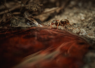 Red Encounter – Ant and Crimson Liquid