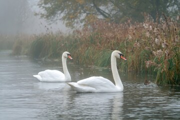 Fototapeta premium Pair of Swans Gracefully Floating on Misty Autumn River