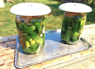 In the open air, two jars of sour pickles fermented in sunlight on a table, each covered with a plate.
