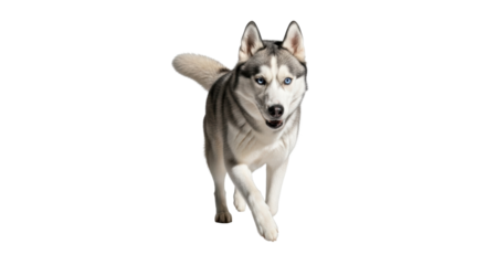 Adult Siberian Husky dog, powerful and athletic, grey and white fur, piercing blue eyes, mid-stride on transparent studio background with dramatic shadow. Concept of canine agility and untamed spirit
