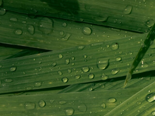 Morning dew on vibrant green leaves.