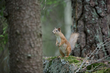 Red squirrel standing in profile. Wild squirrel stands on its hind legs on a stone covered with green moss. Cute rodent in a summer shady forest