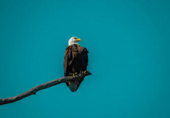 Bald Eagle Perched on Tree Branch with Minimal Teal Background