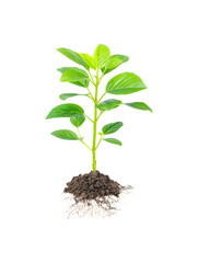A young plant with roots and leaves growing from the soil
