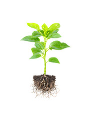 A young plant with roots and leaves growing from the soil
